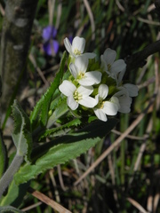 Pseudoturritis turrita
