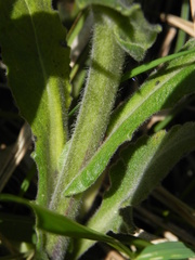 Pseudoturritis turrita