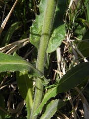 Pseudoturritis turrita