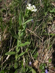 Pseudoturritis turrita