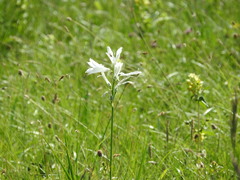 Paradisea liliastrum