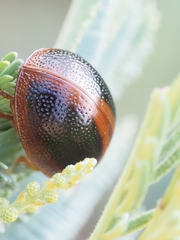 Dicranosterna immaculata