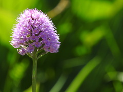 Traunsteinera globosa
