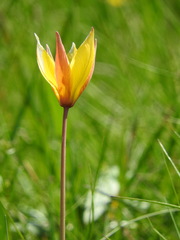 Tulipa sylvestris australis