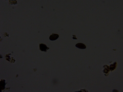 Xylaria longiana