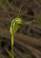 Pterostylis decurva