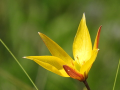 Tulipa sylvestris australis