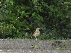 Turdus philomelos clarkei