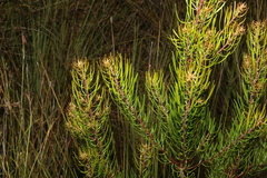Persoonia virgata