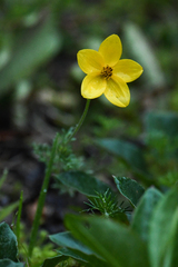 Bidens triplinervia