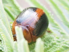 Dicranosterna immaculata