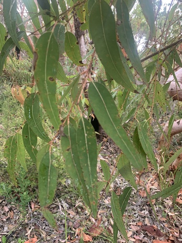 Angophora costata
