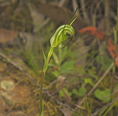 Pterostylis decurva