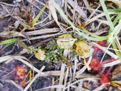 Pedicularis sylvatica