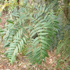 Acacia elata
