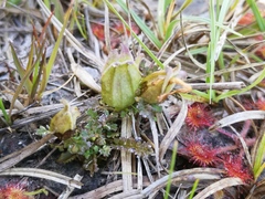 Pedicularis sylvatica