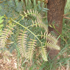 Acacia elata