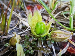 Pedicularis sylvatica