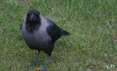 Corvus splendens