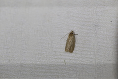 Clepsis divulsana