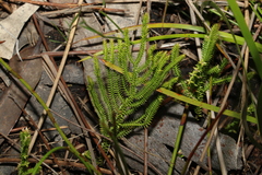 Selaginella uliginosa