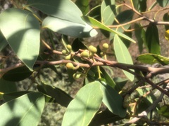 Eucalyptus arenacea
