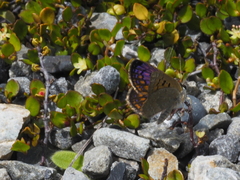 Lycaena boldenarum