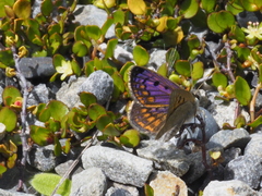 Lycaena boldenarum