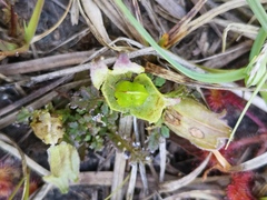 Pedicularis sylvatica