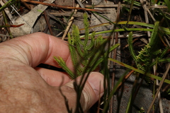 Selaginella uliginosa