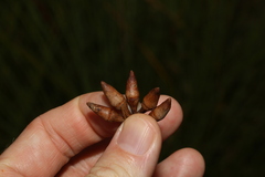 Eucalyptus bancroftii