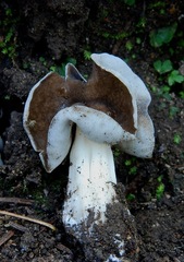 Helvella maculata