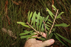 Melaleuca pachyphylla