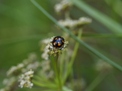 Coccinella leonina