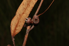 Eucalyptus bancroftii