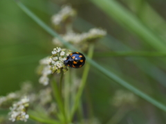 Coccinella leonina