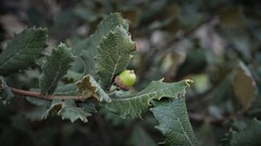 Quercus crassifolia