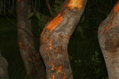 Eucalyptus bancroftii
