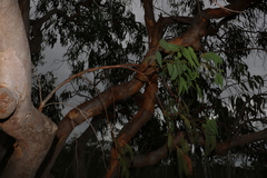 Eucalyptus bancroftii