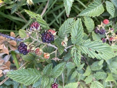Rubus pinnatus