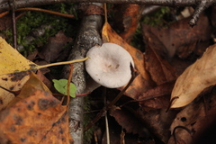 Lactarius vietus