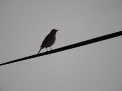 Turdus philomelos clarkei