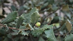 Quercus crassifolia