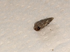 Cacozeliana granarium