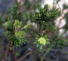 Phyllota pleurandroides