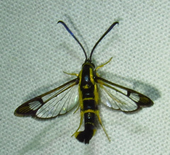 Synanthedon scitula