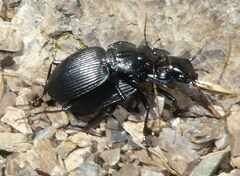 Licinus