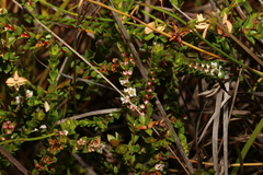 Baeckea imbricata
