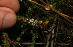 Baeckea imbricata