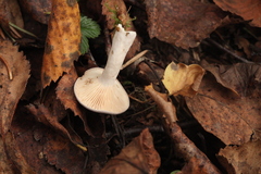 Lactarius vietus